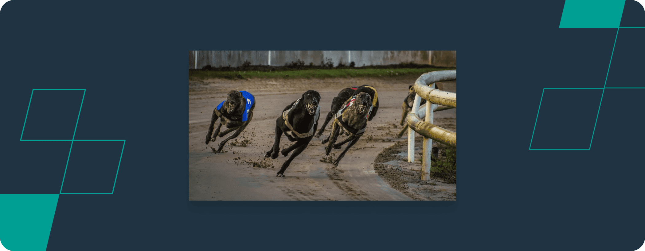 greyhound racing in action